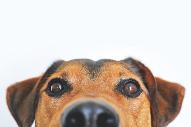 Featued Image