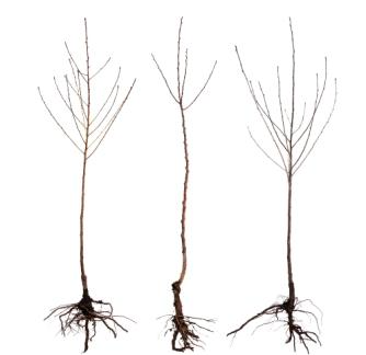 Bare Root Trees Program Voucher
